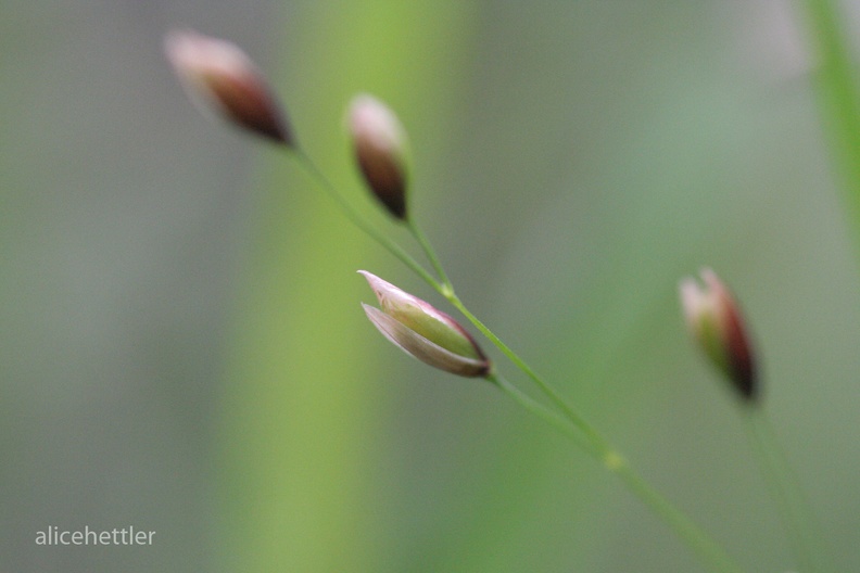 Gras (Poaceae sp.)